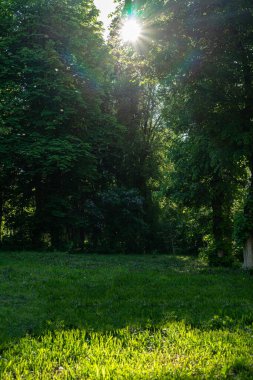 Güneş ağaçların tepelerinden doğuyor. Ağaçlar çimlerde yetişir. Bahar güneşi