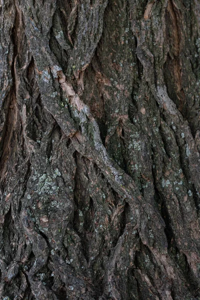 Brązowa Kora Starego Drzewa Stara Kora Drzewa — Zdjęcie stockowe