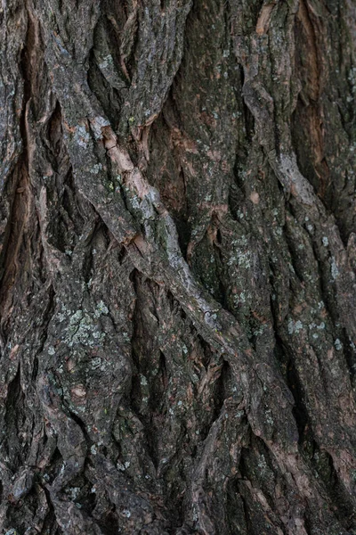 Braune Geschälte Rinde Eines Alten Baumes Alte Baumrinde — Stockfoto