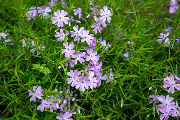 Küçük Yeşil Yapraklı Küçük Mor Çiçekler Güzel Mor Çiçekler — Stok fotoğraf