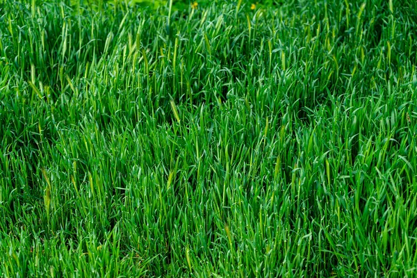 Bakgrund Unga Stora Och Frodiga Grönt Gräs — Stockfoto