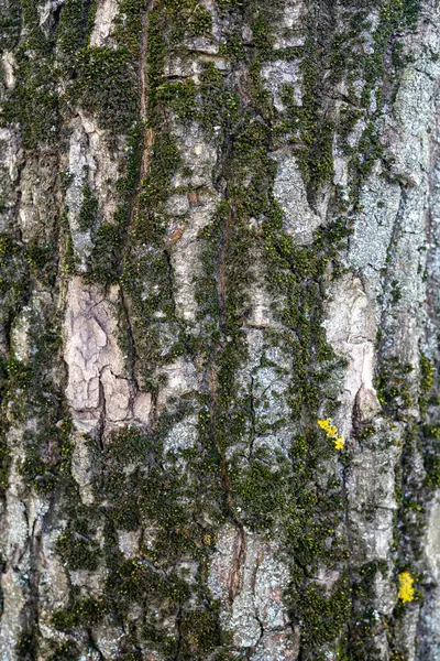 Braune Geschälte Rinde Eines Alten Baumes Alte Baumrinde — Stockfoto