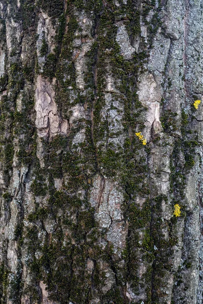 Brun Écorce Pelée Vieil Arbre Vieil Écorce Arbre — Photo