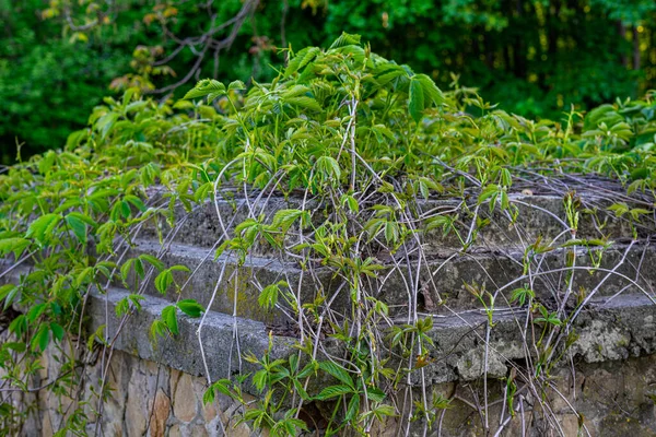 Coberto Com Arbustos Fundação Pedra Antiga — Fotografia de Stock