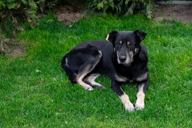 Başıboş bir köpek yeşil çimlerin üzerinde uzanıyor. Kırık köpek çimlerin üzerinde yatıyor. Sterilize edilmiş köpek