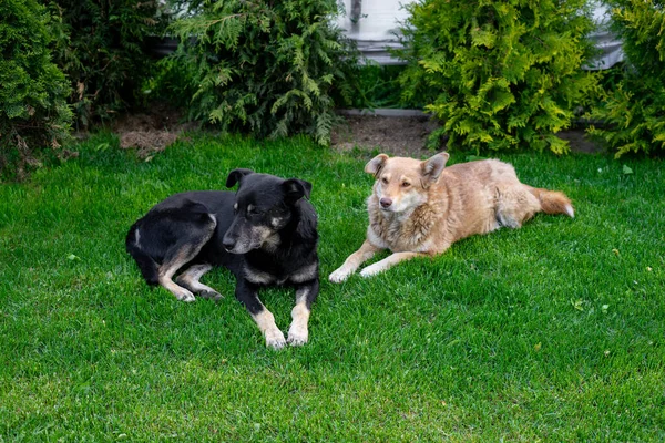 İki sokak köpeği yeşil bir çimenlikte yatıyor. Kulağında iz olan kısırlaştırılmış bir köpek.