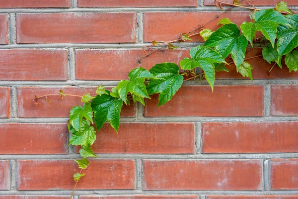 Ramo Verde Uvas Selvagens Uma Parede Tijolo — Fotografia de Stock