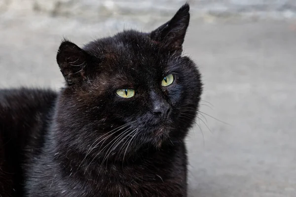 Porträt Einer Großen Schwarzen Katze Mit Grünen Augen — Stockfoto