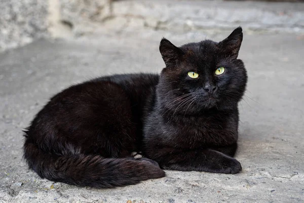 big black cat with green eyes lies on the asphalt