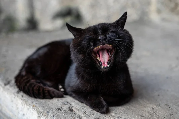 Большой Чёрный Кот Зелёными Глазами Лежит Асфальте Зевает — стоковое фото