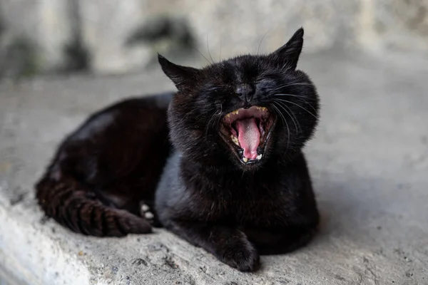 Grande Gato Preto Com Olhos Verdes Encontra Asfalto Bocejos — Fotografia de Stock