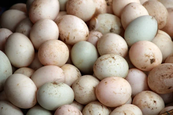 Velká bílá kachní vejce na kuřecí farmě — Stock fotografie