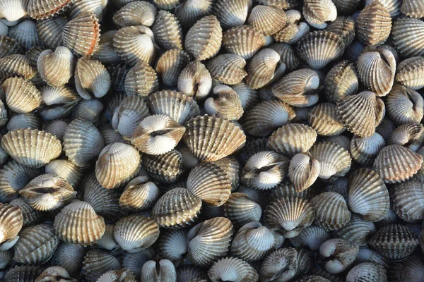 Sea clams gray mollusks close-up — Stock Photo, Image