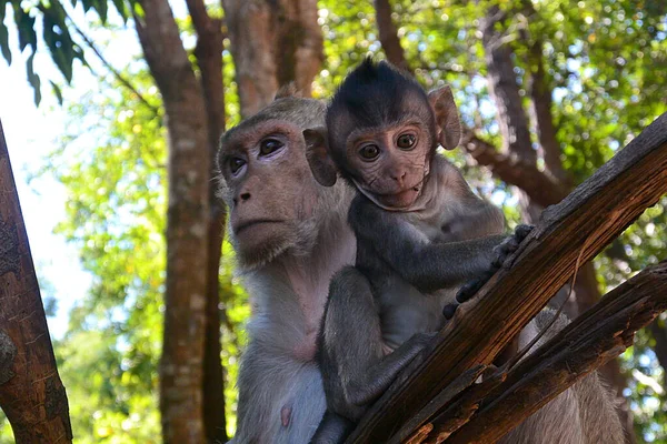 Самка макака бережно охраняет своего детёныша в джунглях — стоковое фото