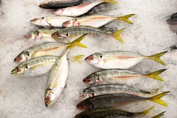 Frischer gekühlter Fisch an der Supermarkttheke 2 — Stockfoto