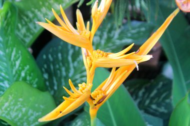heliconia çiçek turuncu sarı