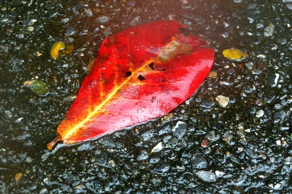 Folha molhada vermelha no pavimento após a chuva 5 — Fotografia de Stock