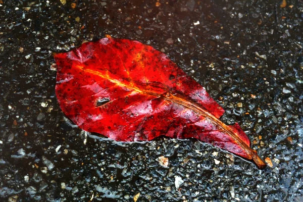 雨后路面上的红色湿叶 — 图库照片