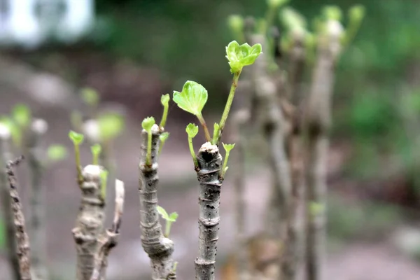 Gröna löv på gamla grenar av buskar 1 — Stockfoto