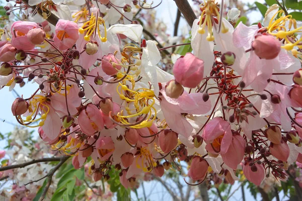 Cassia Bakeriana florece con hermosas flores rosadas y blancas — Foto de Stock