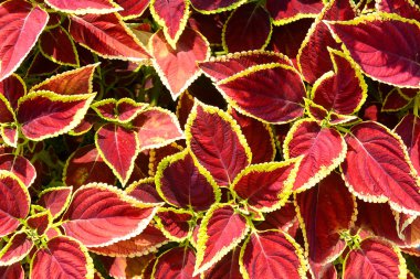 Güzel kırmızı-sarı Coleus Blumei yaprakları