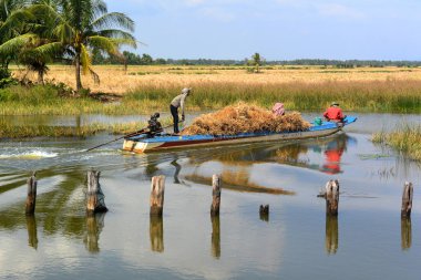 Köylüler kanalda bir teknede pirinç samantaşımak