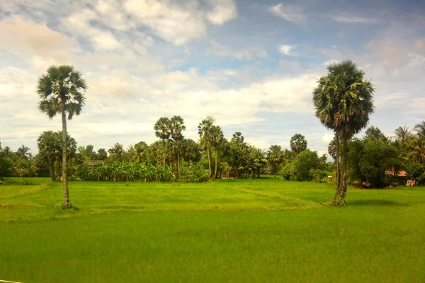 Southeast Asian landscape in rainy season 2, two palm trees — Stock Photo, Image