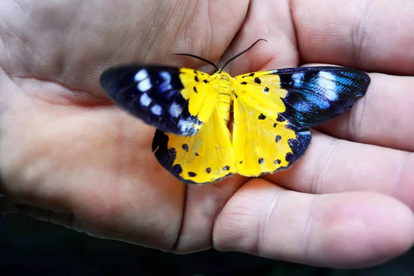 Black and yellow tropical butterfly Dysphania Militaris on the palm of your hand