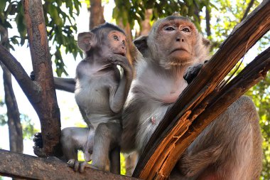 Maymun anne duruma şüpheyle yaklaşıyor ve bebeği koruyor.