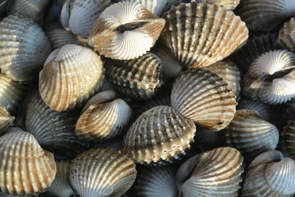 Grå mollusker på marknaden närbild — Stockfoto