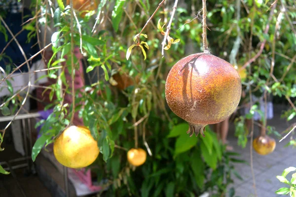 Mogen granatäpple frukt på en gren med blad — Stockfoto