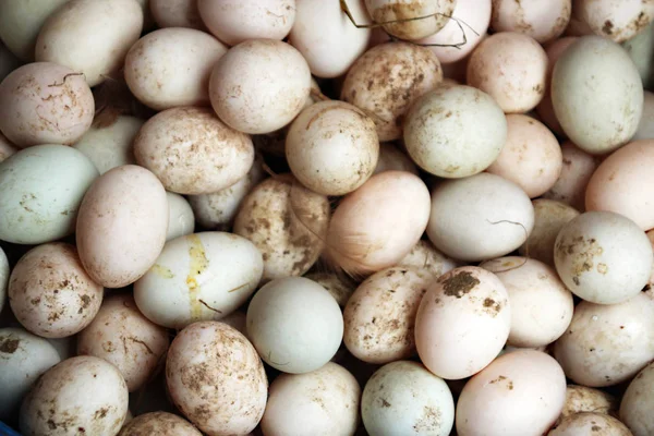 Bílá kachní vejce s peřím na kuřecí farmě — Stock fotografie