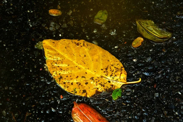 Желтый мокрый лист на тротуаре после дождя 4 — стоковое фото