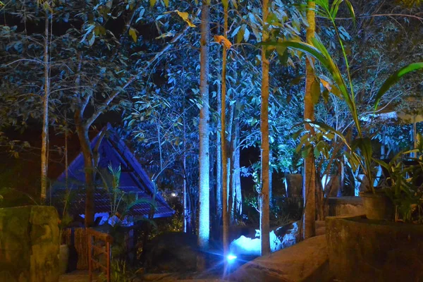 La giungla magica della Cambogia di notte — Foto Stock