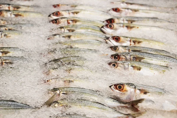 Peixes frescos refrigerados no balcão do supermercado 3 — Fotografia de Stock