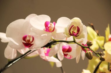 Parlak beyaz orkide çiçekleri Phalaenopsis 4