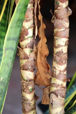 Kurumuş yapraklı Dieffenbachia bitkisi.