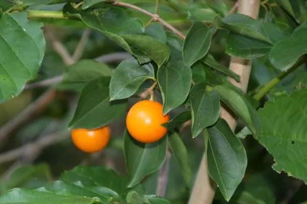 Małe owoce dzikiego azjatyckiego mandarynki na drzewie — Zdjęcie stockowe