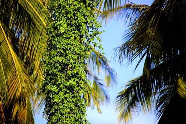В джунглях заплетаются пальмы и ползунки — стоковое фото