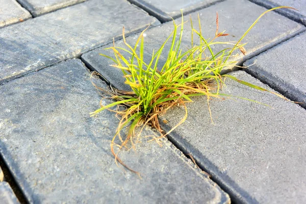 Большой куст травы растет на тротуаре камней . — стоковое фото