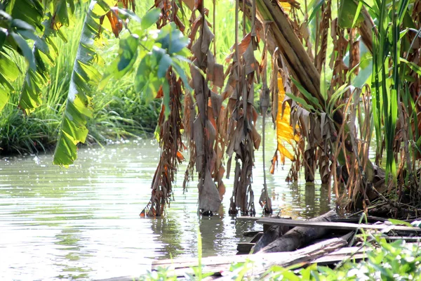Een rivier stroomt door de wilde jungle van Cambodja 3 — Stockfoto