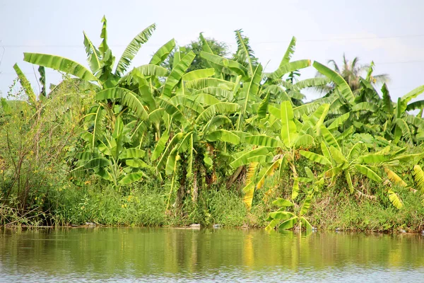 Um rio flui na selva selvagem do Camboja 1 — Fotografia de Stock