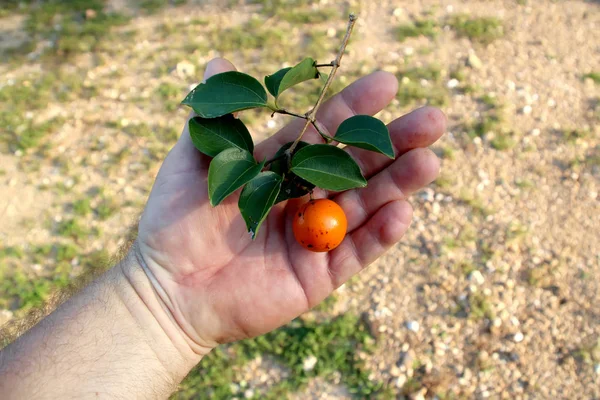 Malé plody divokých mandarinek jsou v dlani vaší ruky — Stock fotografie