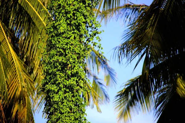 Palmeras y enredaderas trenzadas en la selva —  Fotos de Stock