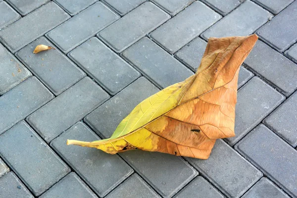 Una hoja seca de un árbol yace sobre un adoquín gris . —  Fotos de Stock