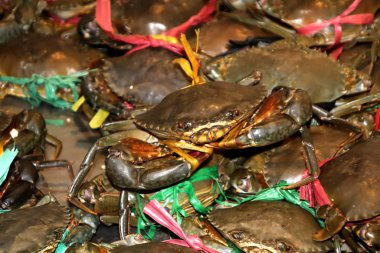 Phnom Penh pazarında satılan canlı tatlı su yengeçleri