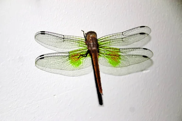 Eine isolierte Libelle mit grünen Flügeln sitzt auf einer Mauer. — Stockfoto