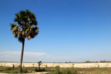 Khmer manzarası, pirinç tarlasında bir palmiye ağacı, Phnom Penh, Kamboçya
