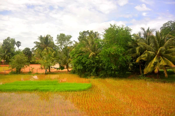 Ландшафт Дощовому Сезоні Пальми Рисові Поля Зелений Газон Камбоджа — стокове фото