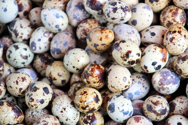 柬埔寨金边一个市场上新鲜鹌鹑蛋 — 图库照片